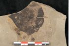 Foto (Detailansicht) von Populus tremula Linne (NHMW-GEO-2024-0188-15009)